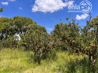 Venta de Huerta con 20 hectáreas de manzanos