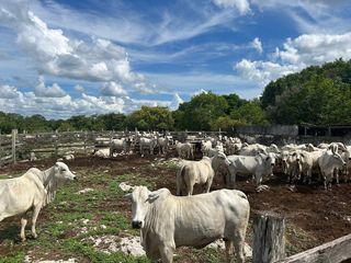 Rancho en venta, Dzilam de Bravo, Yucatán