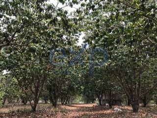 Unique Opportunity 3.76 Hectares of land with irrigation and fruit trees 20 minutes from Xalapa, Veracruz.