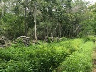 Amplio terreno de 4.2 hectáreas a solo 20 minutos de Mérida
