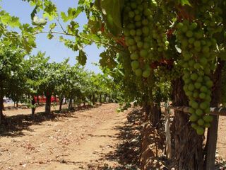 Rancho olivares, venta de hectareas, Valle de Guadalupe