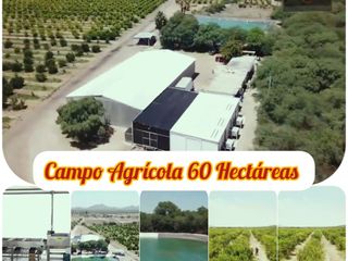 Oportunidad de inversión en terreno agrícola de 60 hectáreas cerca de Hermosillo!