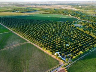 Rancho nogalero VENTA  27.3 hectareas en 29.5 millones pesos  DELICIAS-ROSALES