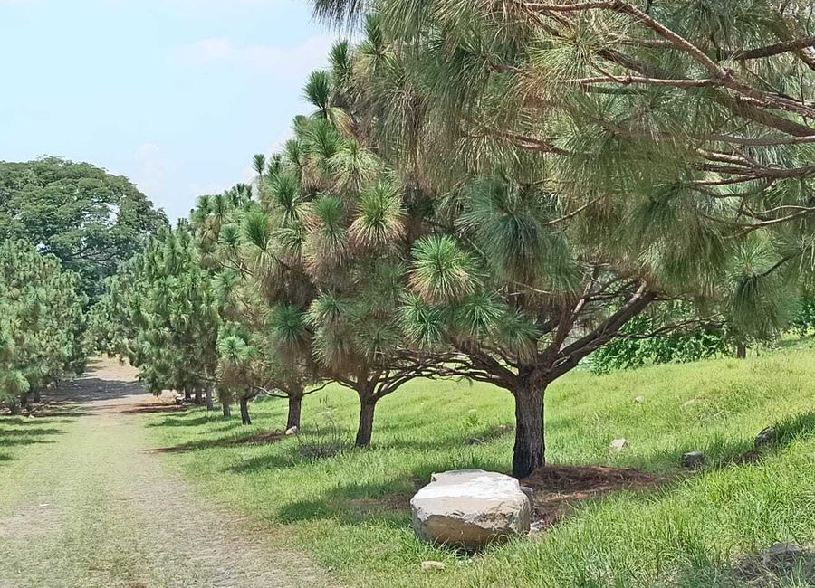 Terrenos habitacionales en venta en Fraccionamiento San Rafael ...