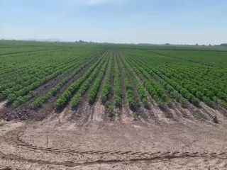 TERRENO EN VENTA EN EJIDO VEGA LARGA EN SAN PEDRO, COAHUILA