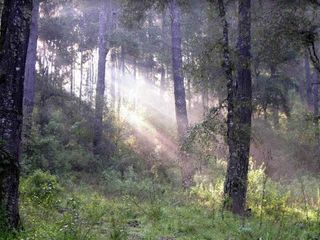TERRENO EN VENTA EN TEMASCALTEPEC