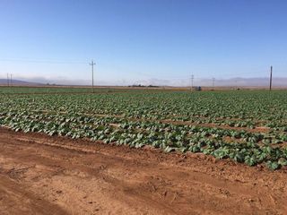 EN VENTA 65 HA EN JARAMILLO,ENSENADA B.B