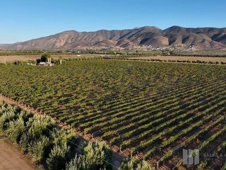 VIÑEDO EN VENTA CON 30 AÑOS DE PRODUCCIÓN 8.20 HA. VALLE DE GUADALUPE