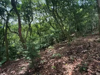 Terreno en Venta en Ciudad de Cuetzalan, Cuetzalán del Progreso, Puebla