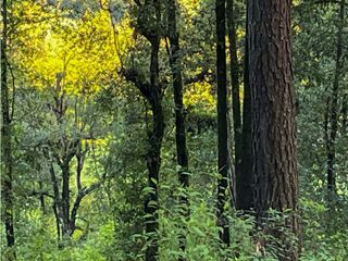 TERRENO EN VENTA || CERRO GORDO ||  AVNDARO || VALLE DE BRAVO