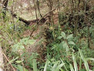 SE VENDE TERRENO EN SAN JUAN TLACOTENCO  (TEPOZTLAN)