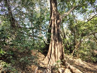 OPORTUNIDAD DE INVERSIÓN EN EL ISTMO DE TEHUANTEPEC: HECTÁREAS CON COLINDANCIA AL RÍO OSTUTA - (3)