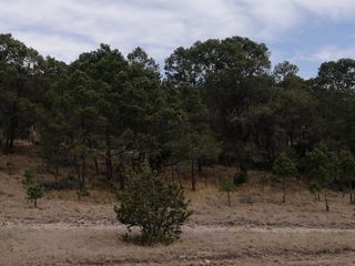 TERRENO EN VENTA EN LA SIERRA DE ARTEAGA