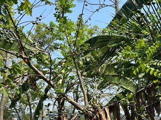 TERRENO USO HABITACIONAL COLONIA DE LA SIERRA TEAPA TABASCO MEXICO