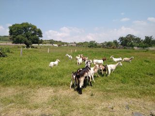 EN VENTA TERRENO  LA COFRADIA, TLAJOMULCO JALISCO.