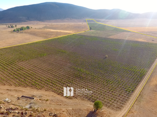 Se Venden de 17 a 30 Hectáreas con Viñedo | Valle de Guadalupe