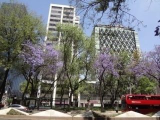 Renta oficina 343m Acondicionada - Av Reforma, Glorieta Palma Cuauhtémoc Juárez