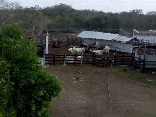 Rancho ganadero en venta en panaba yalsihon  de 135 hectareas (dzilam gonzalez)