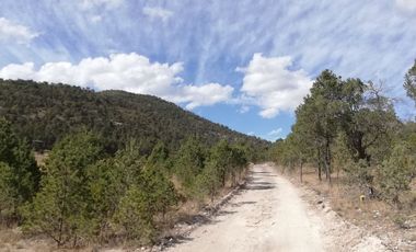 Lotes campestres en Sierra Escondida con real bosque