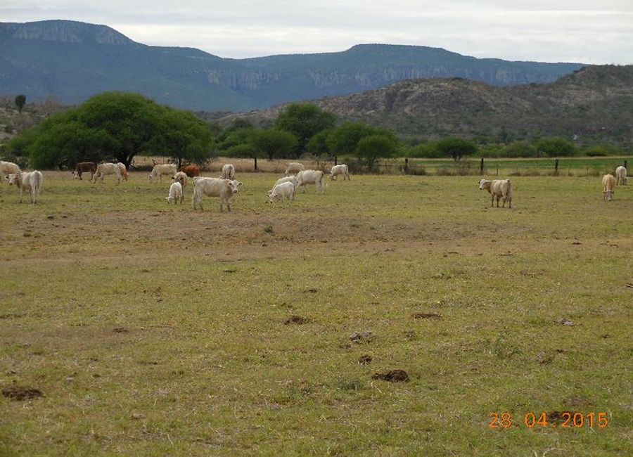 M&C VENTA RANCHO AGRÍCOLA EN ZACATECAS | Lamudi.com.mx