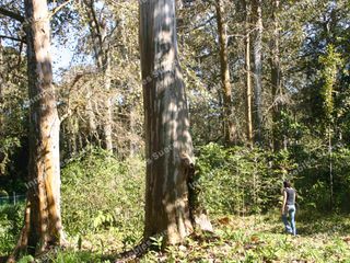 COATEPEC, INIGUALABLE TERRENO CAMPESTRE CON  NACIMIENTO DE AGUA