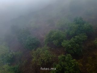 Terreno Huerto de Aguacate Hass en Venta, Calnali, Hidalgo