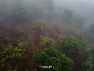 Terreno Huerto de Aguacate en Venta, Calnali, Hidalgo