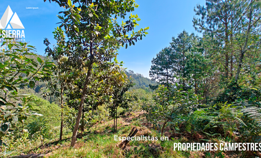 PARAÍSO NATURAL DE 9.8 HECTÁREAS CON CASCADA CERCA DE CARRETERA