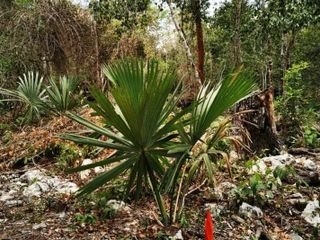 Terreno en venta, Francisco Hu-May, Tulum, Quintana Roo