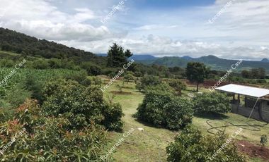 HUERTA DE AGUACATE, EN JUNGAPEO, CERCA DE TUXPAN ,ICHOACAN, MEXICO