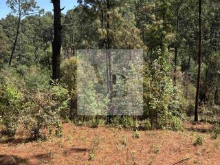 Venta de terreno en zona boscosa