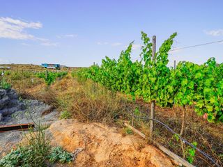 🌎🍷 Premium Vineyard Investment Opportunity – Valle de Guadalupe, Mexico....