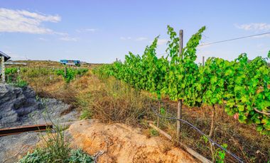 🌎🍷 Premium Vineyard Investment Opportunity – Valle de Guadalupe, Mexico....