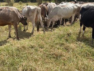 RANCHO EN VENTA, 89 HECTAREAS, VILLAFLORES, CHIAPAS