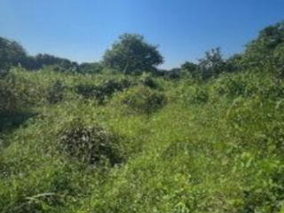TERRENO DE ENTREGA INMEDIATA EN CRUCIFIJO MACUSPANA, TABASCO