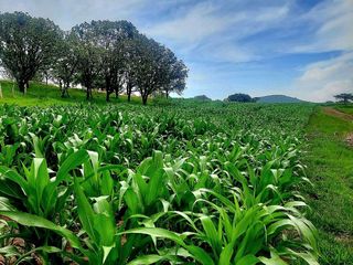 RANCHO EN VENTA EN QUILA AMECA