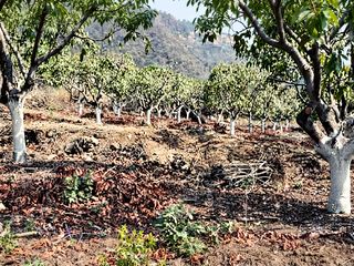 Terreno Agrícola y Habitacional con Excelente Ubicación y Vistas Panorámicas