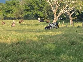 RANCHO DE 89 HECTAREAS EN VENTA EN VILLAFLORES CHIAPAS