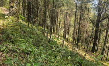 🌲 HERMOSO TERRENO EN MEDIO DEL BOSQUE – MINERAL DEL CHICO 🌲cerca de la peña del Cuervo 🏔️