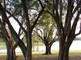 Venta de rancho ubicado en coronel traconis cerca del aeropuerto villahermosa, tabasco.