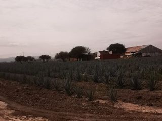 Rancho para siembra en Venta a pie de carretera Manuel Doblado 260 hectareas con 3 pozos