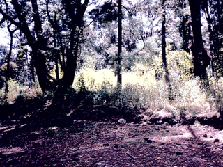 SE VENDE TERRENO CAMPESTRE  MPI-080